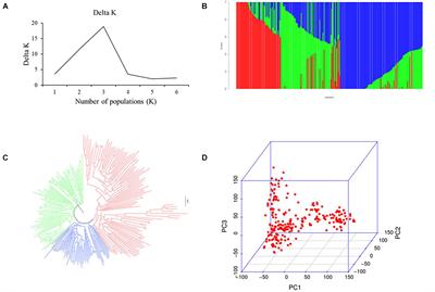 The Genetic Architecture of Grain Yield in Spring Wheat Based on Genome-Wide Association Study